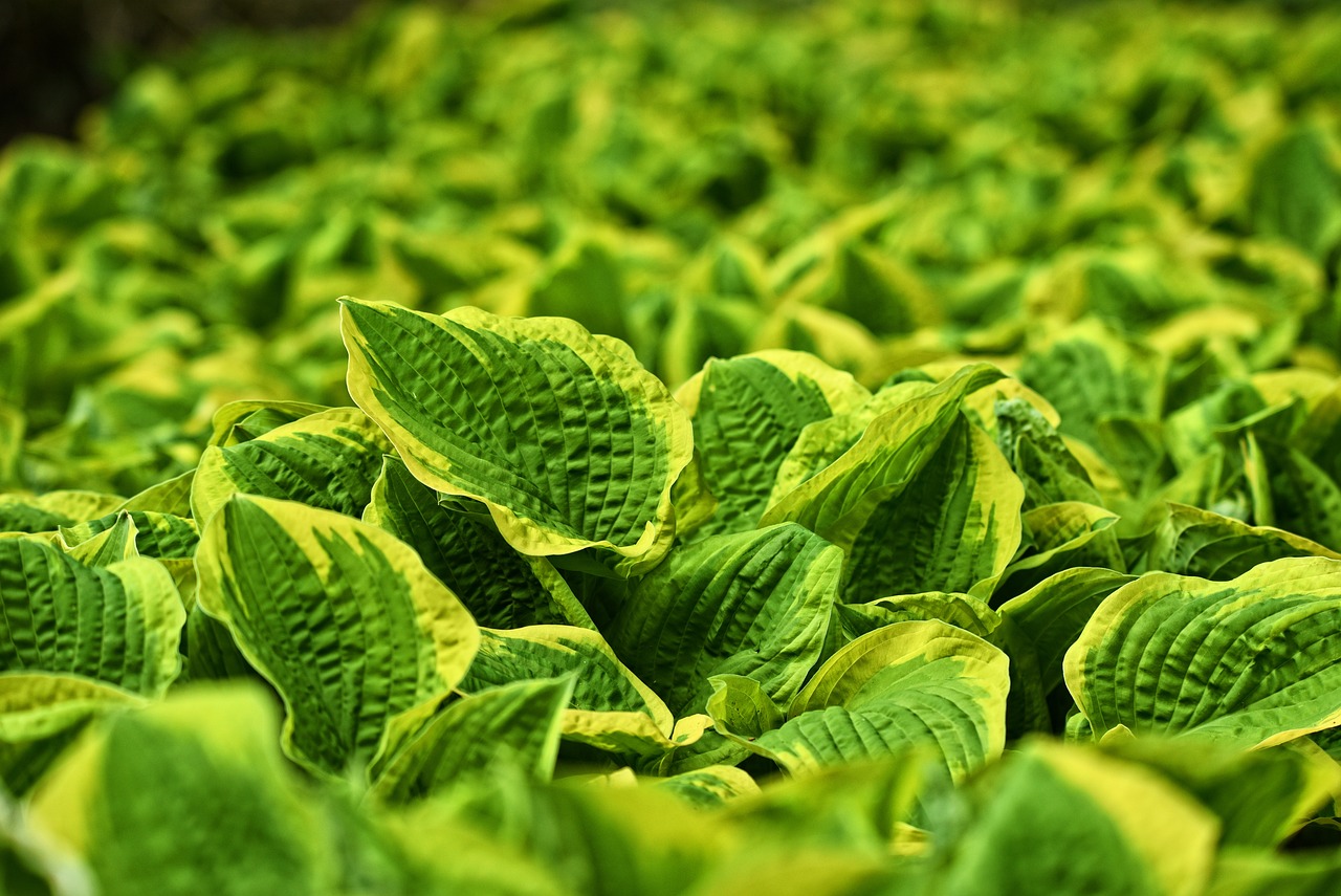 Perennial Plants - The Eco-friendly Choice for Gardeners